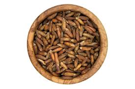Pine - Nuts In-Shell (ثابت چلغوزہ)